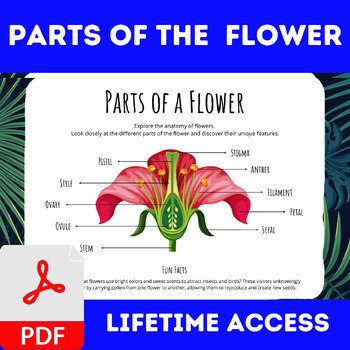 Parts of the Face , Parts of a Flower , Pumpkin Parts , Parts of a Paragraph - Image 2